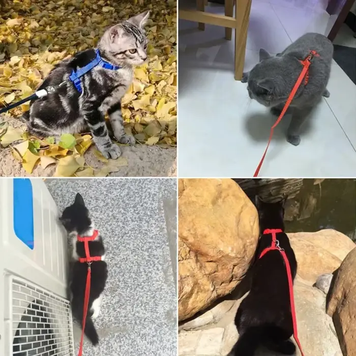 Laisse harnais pour chat