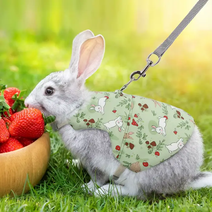 Poitrine et dos College pour animaux de compagnie, respirant, lapin, usage extérieur, un ensemble