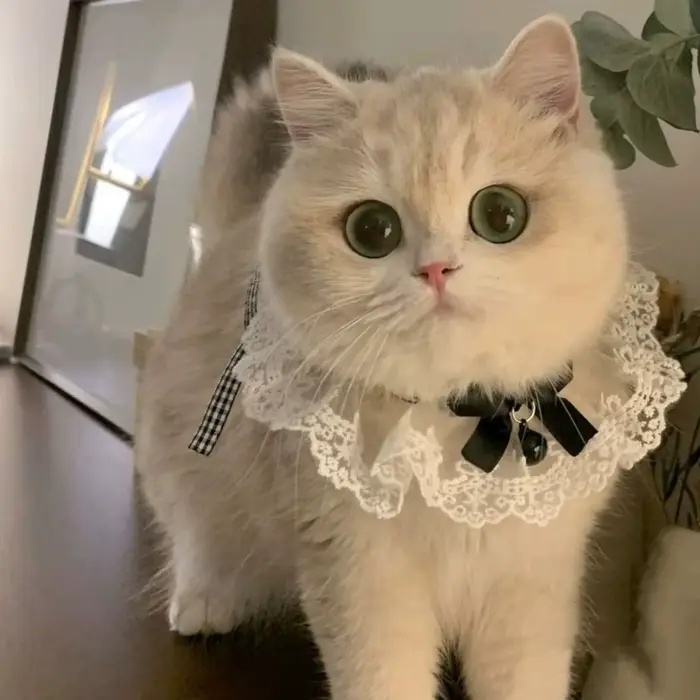 Collier pour chat et chien en soie