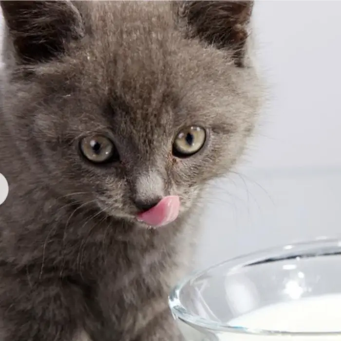 Nourriture pour chats de tous âges - Nutrition équilibrée et délicieuse pour les chats