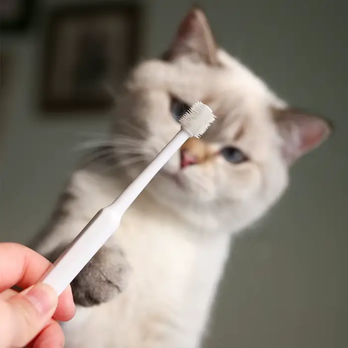 Brosse à dents pour chat