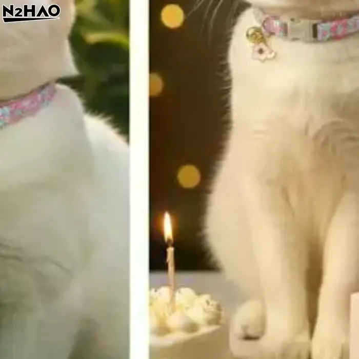 Collier pour animaux de compagnie
