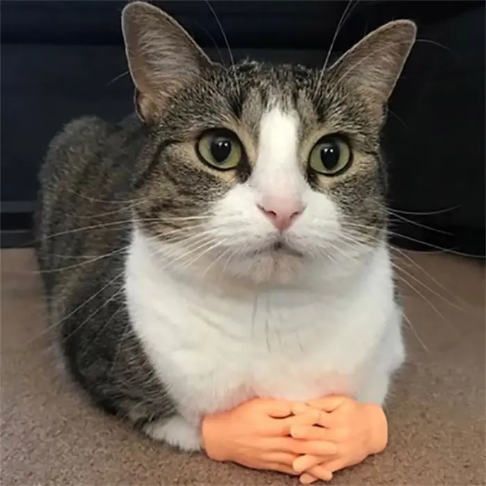 Gants en silicone pour chat, mini modèle de mains minuscules, outil de massage drôle, petit doigt, j