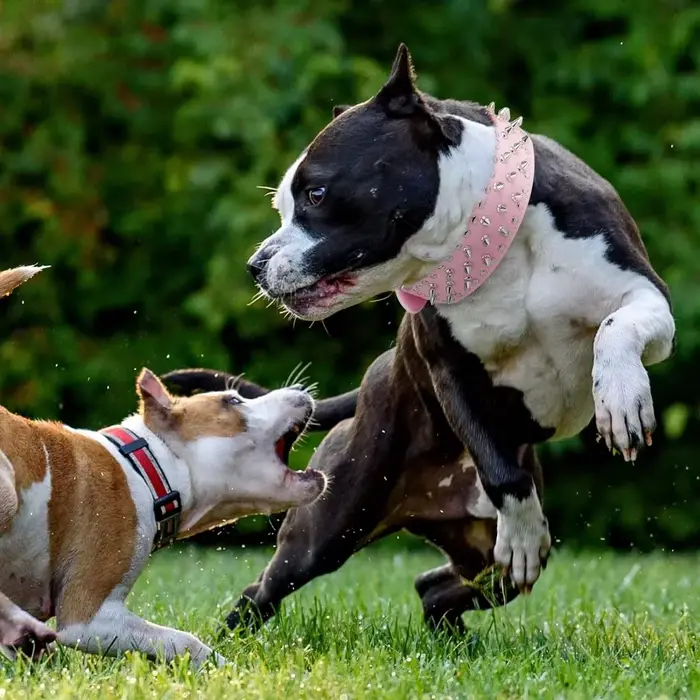 Collier de chien en cuir clouté à pointes de crâne pour chiens de taille moyenne et grande bouledogu