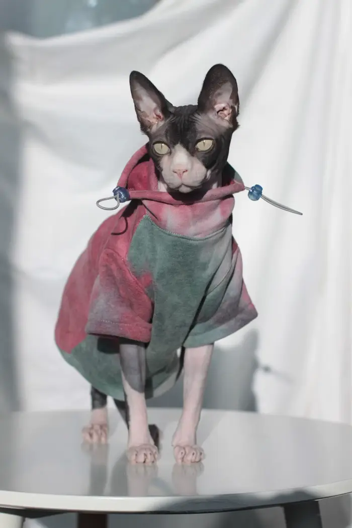DUOMASUMI Sphynx vêtements pour chat sans poils Devon Rex vêtements automne hiver doublé polaire cha
