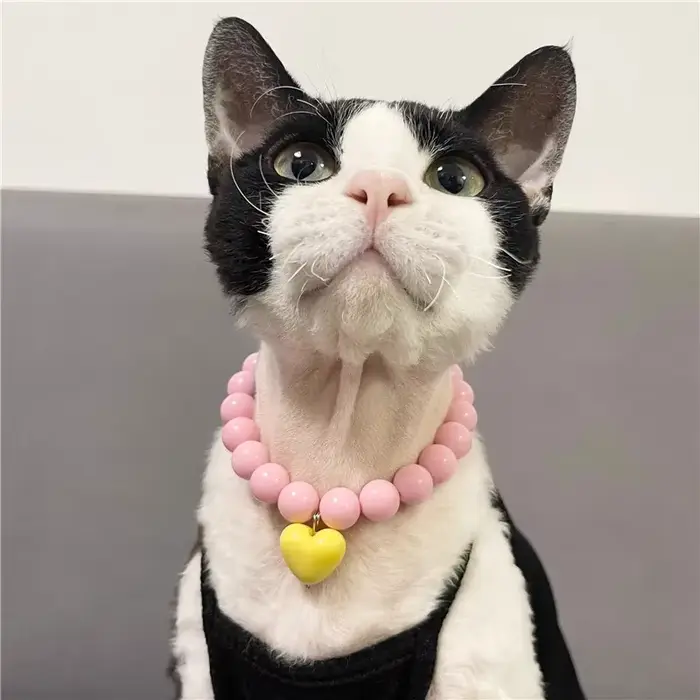 Collier de chat mignon