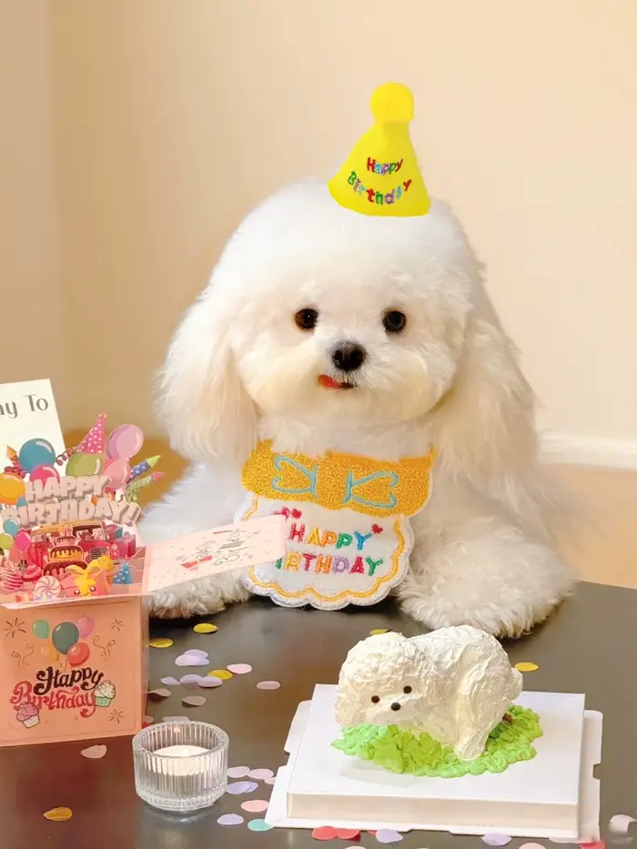Bavoir et chapeau d'anniversaire pour chat et chien, mini bandana réglable pour chien et chat, acces