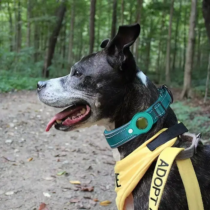 Collier Anti-perte pour chien, étui de protection Airtag étanche, collier réfléchissant pour animaux