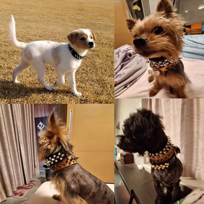 Collier en cuir pour animaux de compagnie, 1 pièce, pour mini chiens et chats, style punk avec design à rivets, empêche les animaux de se chahuter et de se mordre.