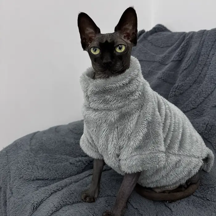 Pull pour chat de compagnie