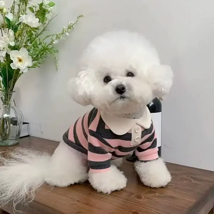 Polo d'été pour chiens, vêtements pour chiots, Bichon Frise, Chihuahua, sweat-shirt à rayures pour c