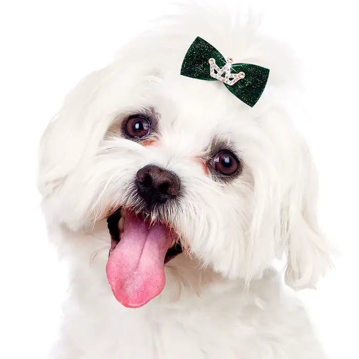 10 pièces paillettes chiens arc épingle à cheveux chiot couronne arc Clips pour chien reine chat chi